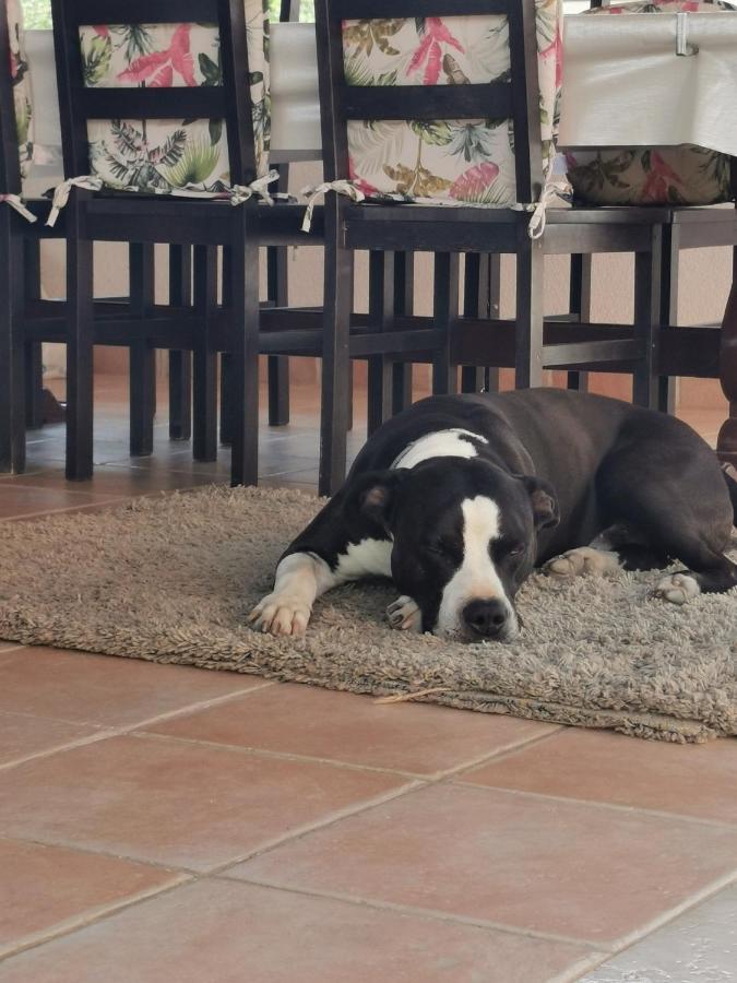 Villa Lamanova Rovinj Dış mekan fotoğraf